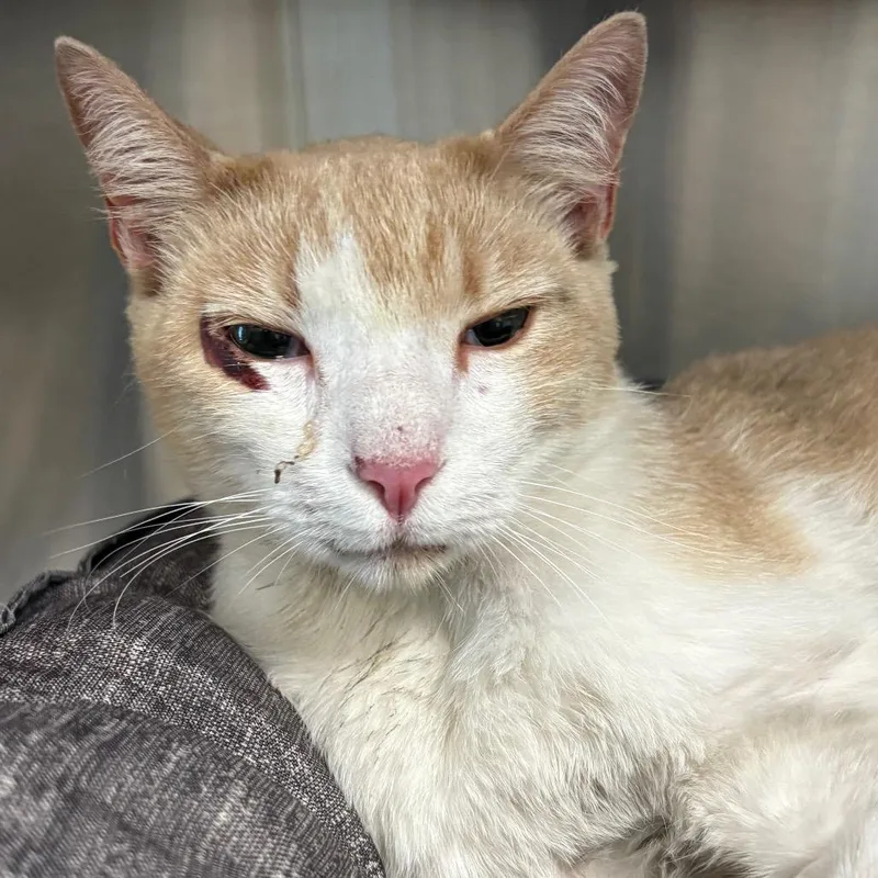 An adult large-sized male Orange / Red Domestic Short Hair cat named Frank for adoption in League City, TX