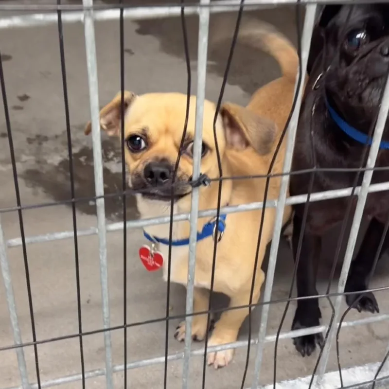An adult small-sized male Brown / Chocolate Pug dog named Scooby A for adoption in Mission Hills, CA