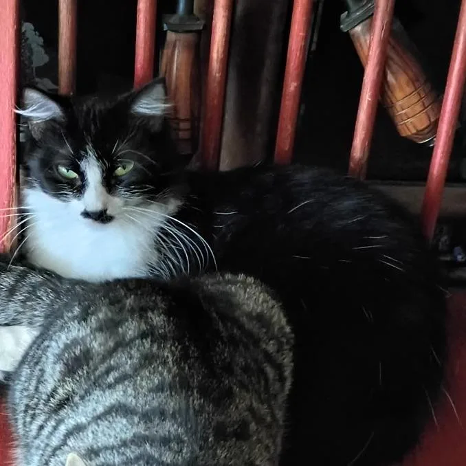 A young medium-sized female Black Domestic Short Hair cat named Scooter for adoption in Bedford, NH