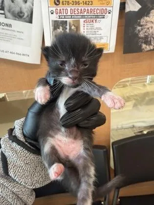 A baby small-sized female Domestic Short Hair cat named Cafe for adoption in Chamblee, GA