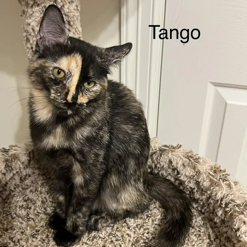 Tango thumbnail 2