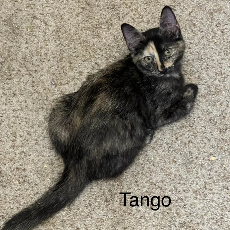 Tango thumbnail 4
