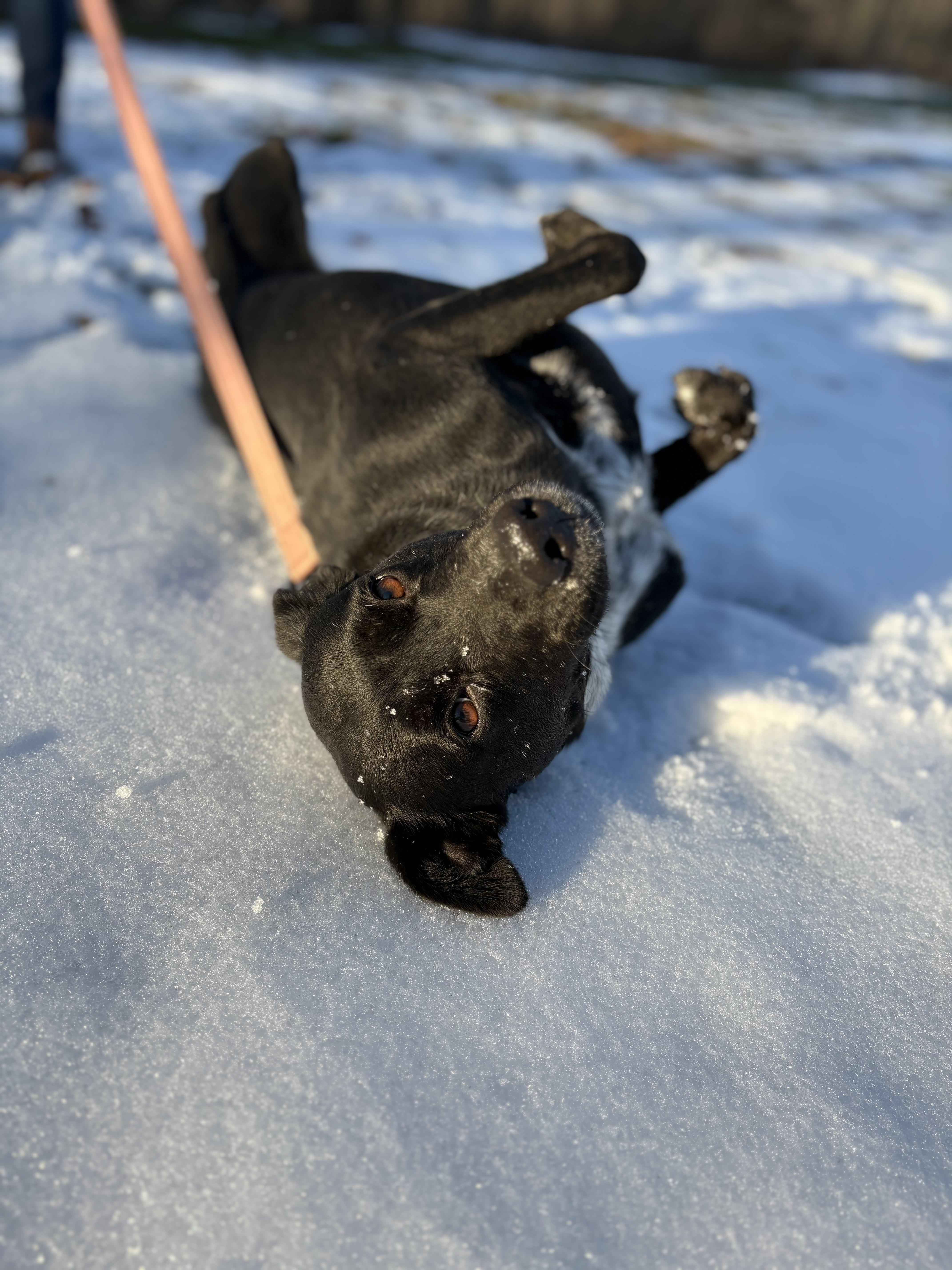 Roxy  Transport thumbnail 2