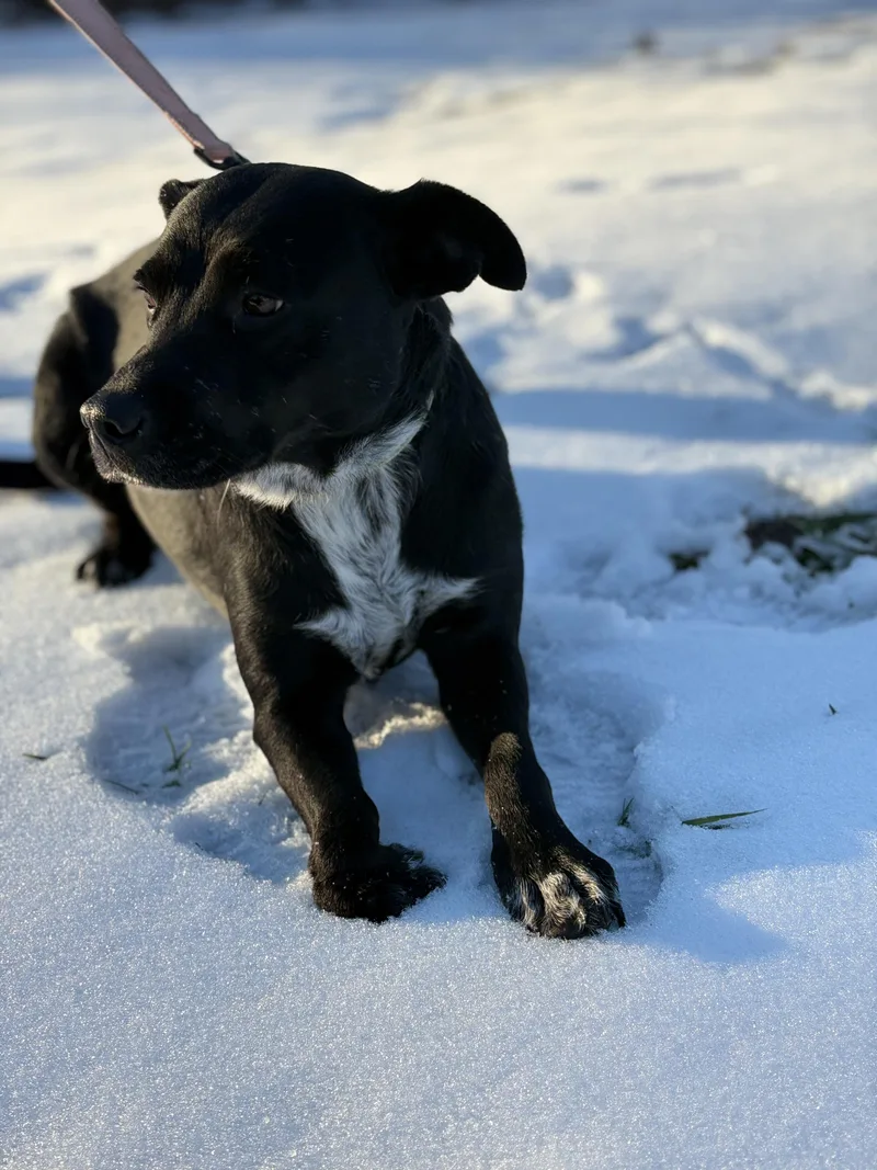 Roxy  Transport thumbnail 3