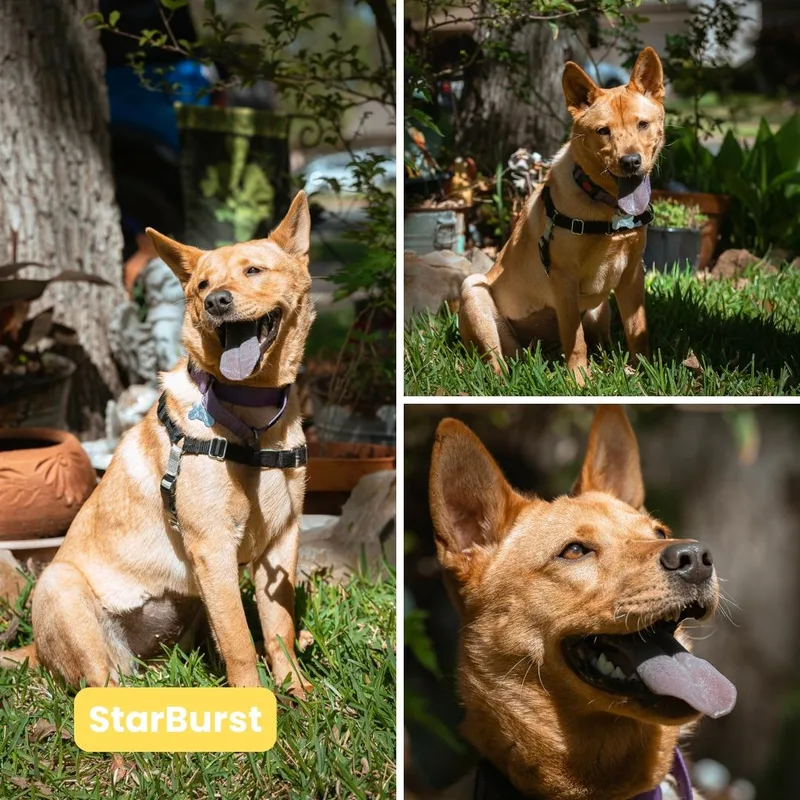 A young medium-sized female Chow Chow dog named Starburst for adoption in Houston, TX