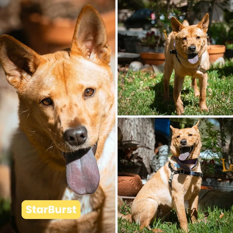 Starburst thumbnail 2