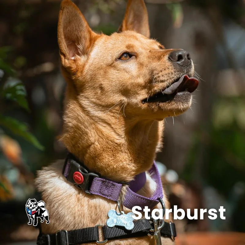 Starburst thumbnail 3