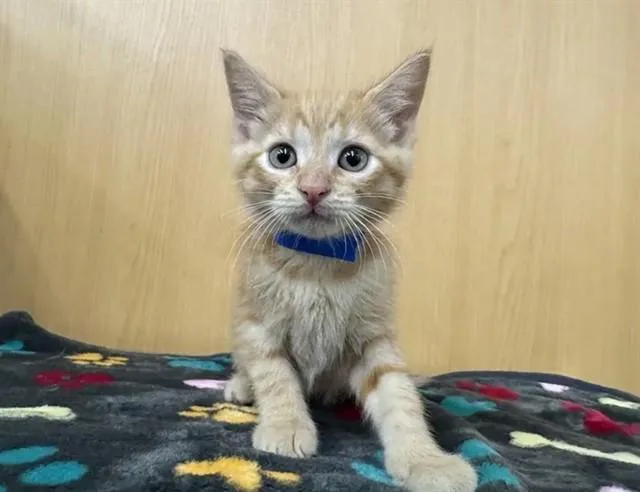A baby small-sized male Domestic Short Hair cat named Sunshine for adoption in Saint Louis, MO