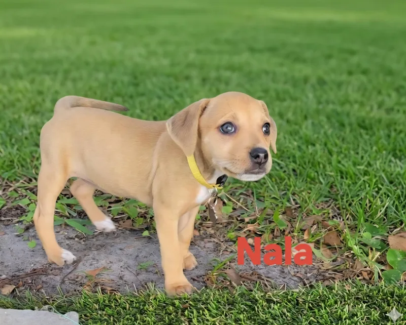 A baby small-sized female Chihuahua dog named Nala for adoption in New Port Richey, FL
