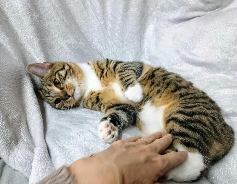 Fawn Young Male Tabby