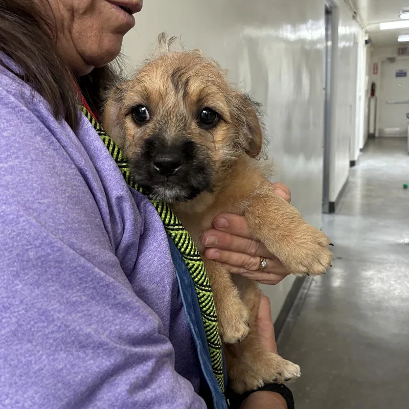 A baby small-sized male Yellow / Tan / Blond / Fawn Pit Bull Terrier dog named Matt for adoption in Long Beach, CA