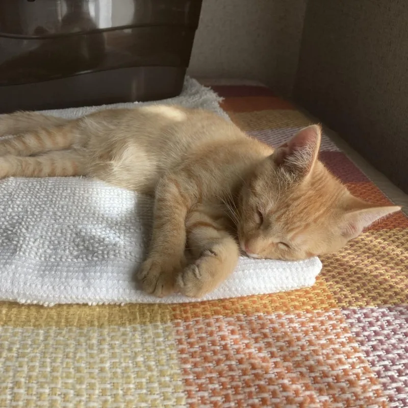 A baby small-sized male Orange / Red Domestic Short Hair cat named French Onion for adoption in Springfield, MA