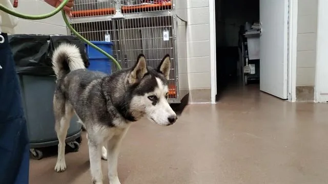 A young large-sized male Husky dog named Roger for adoption in Aurora, IL