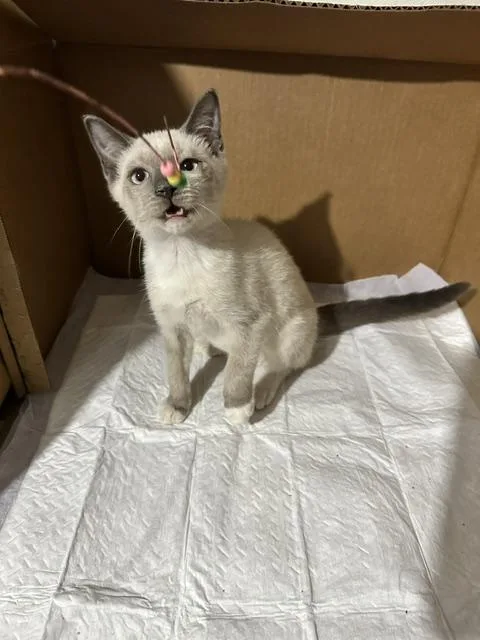 Elsa