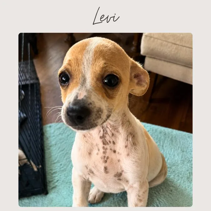 Levi