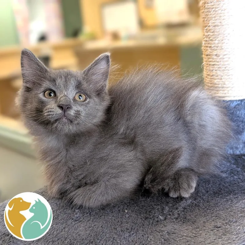 A baby small-sized male Gray / Blue / Silver Domestic Long Hair cat named Chili for adoption in Toledo, OH