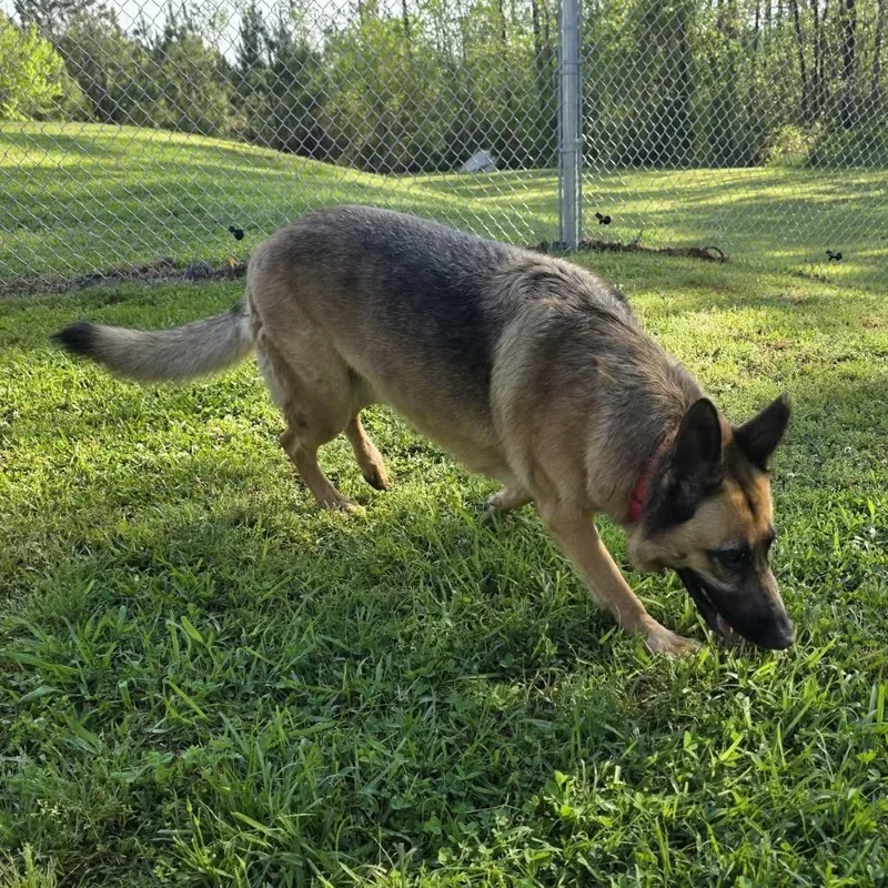 Princess thumbnail 4