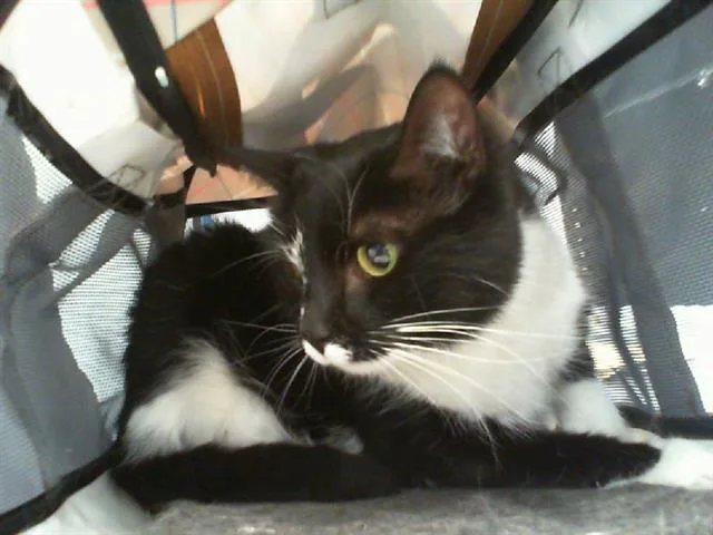 An adult small-sized female Domestic Short Hair cat named Rue for adoption in Charlotte, NC