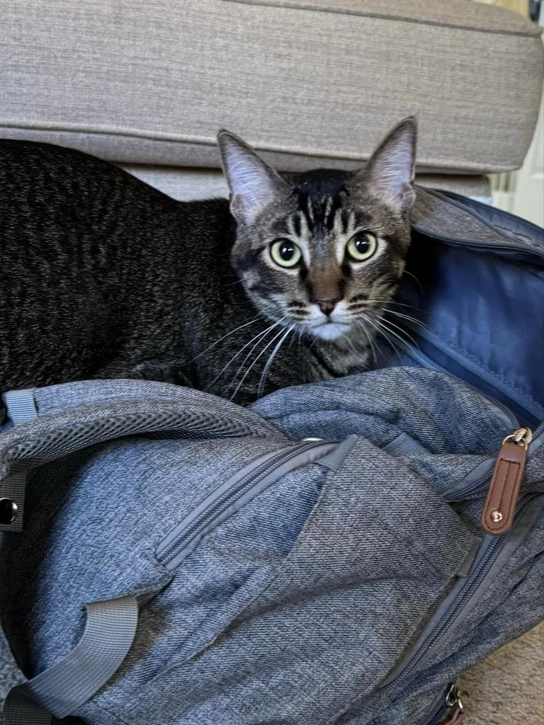 A young medium-sized male Domestic Short Hair cat named Tate for adoption in Ballwin, MO