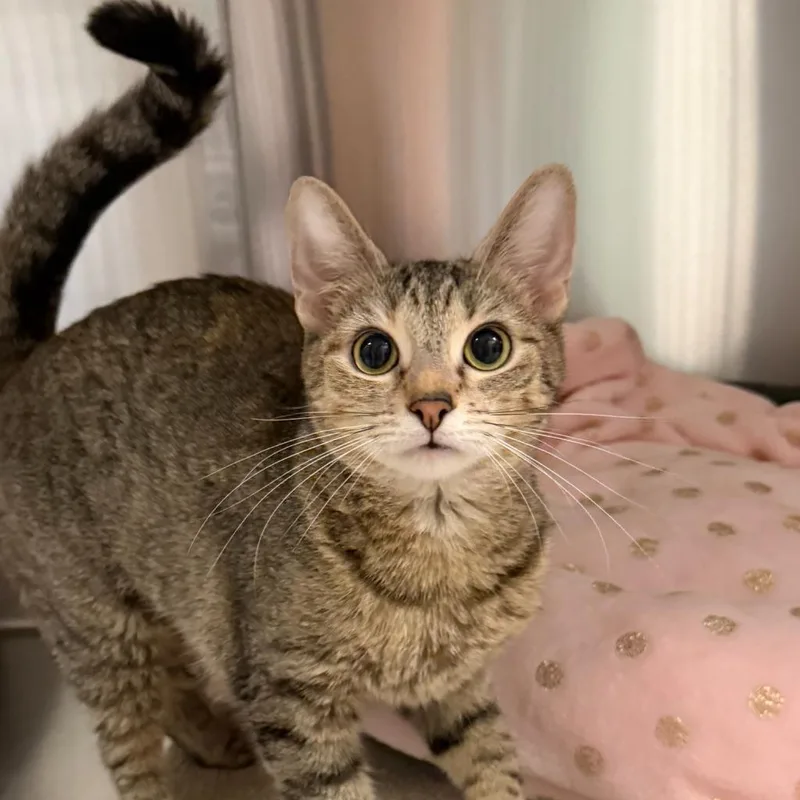 A young small-sized female Domestic Short Hair cat named Tickety Tock for adoption in State College, PA