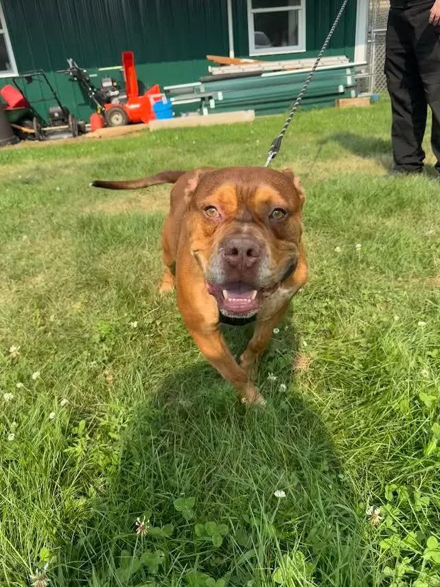 A young medium-sized male American Bully dog named Koda for adoption in Glenfield, NY