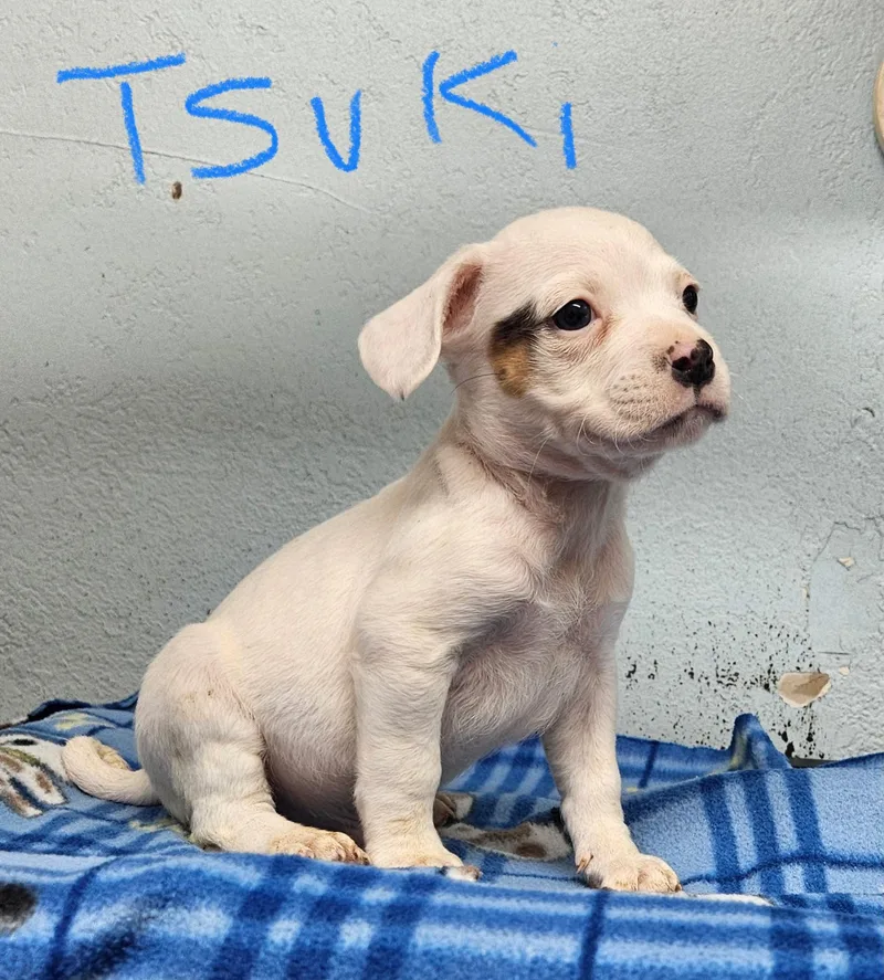 A baby small-sized male Spaniel dog named Tsuki for adoption in Inglewood, CA