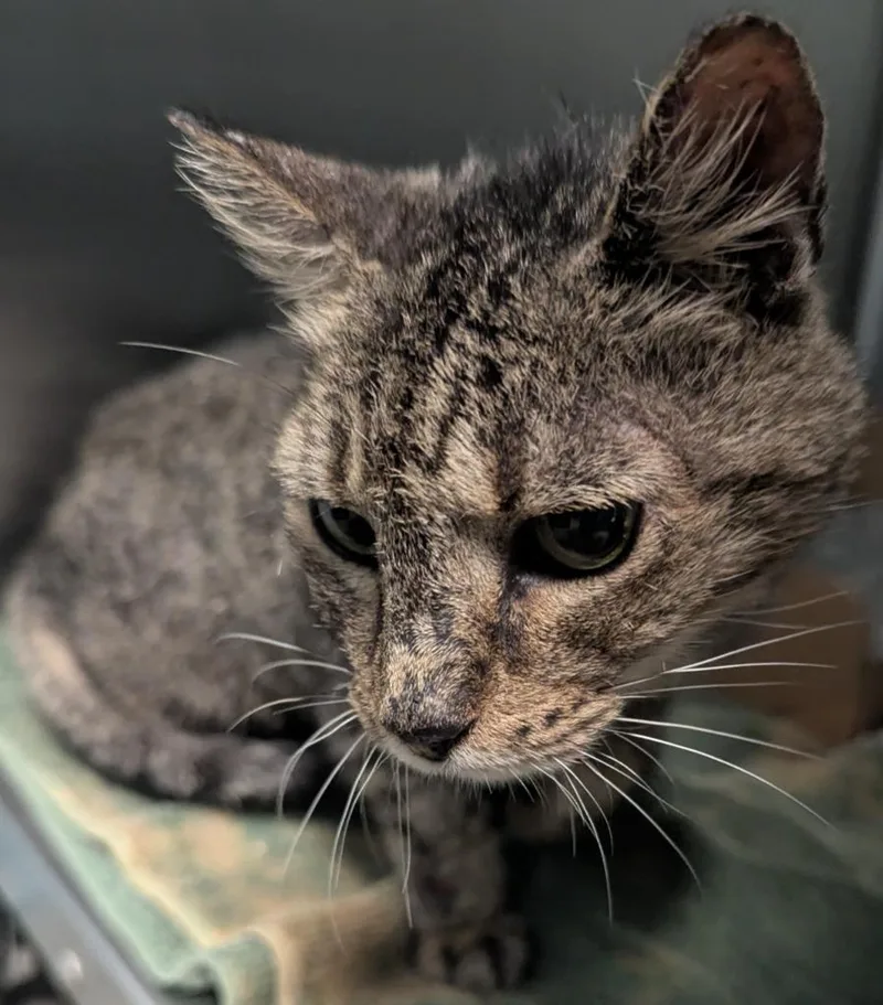A senior small-sized female Domestic Short Hair cat named Bella for adoption in Cape Coral, FL
