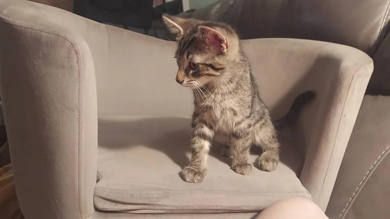 A baby small-sized male Brown / Chocolate Domestic Short Hair cat named Leonidas for adoption in Lorain, OH