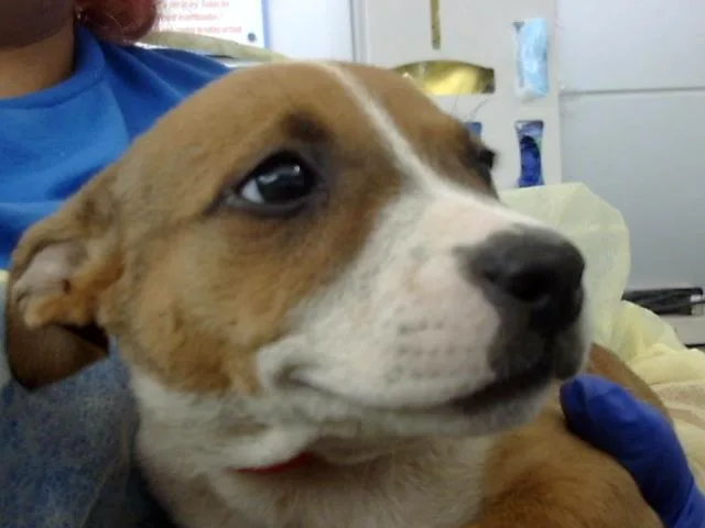 A baby large-sized female Mixed Breed dog named Lady for adoption in Dallas, TX