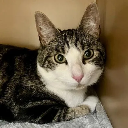 A baby small-sized male Domestic Short Hair cat named Rorschach Aka `rory` for adoption in Burlington, WA