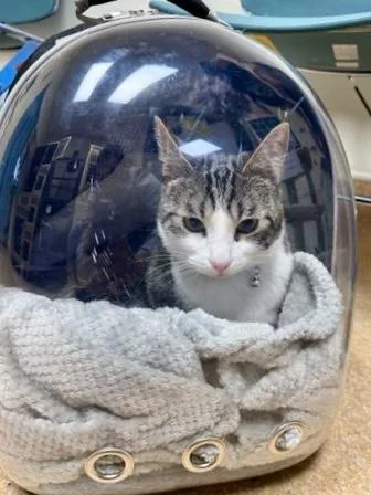 Rorschach Aka `rory` thumbnail 2