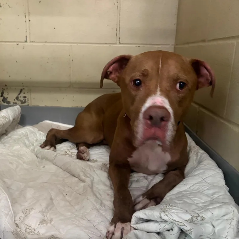 A senior large-sized male Brown / Chocolate Mixed Breed dog named StrayFortBenningRoad"Jackson" for adoption in Columbus, GA