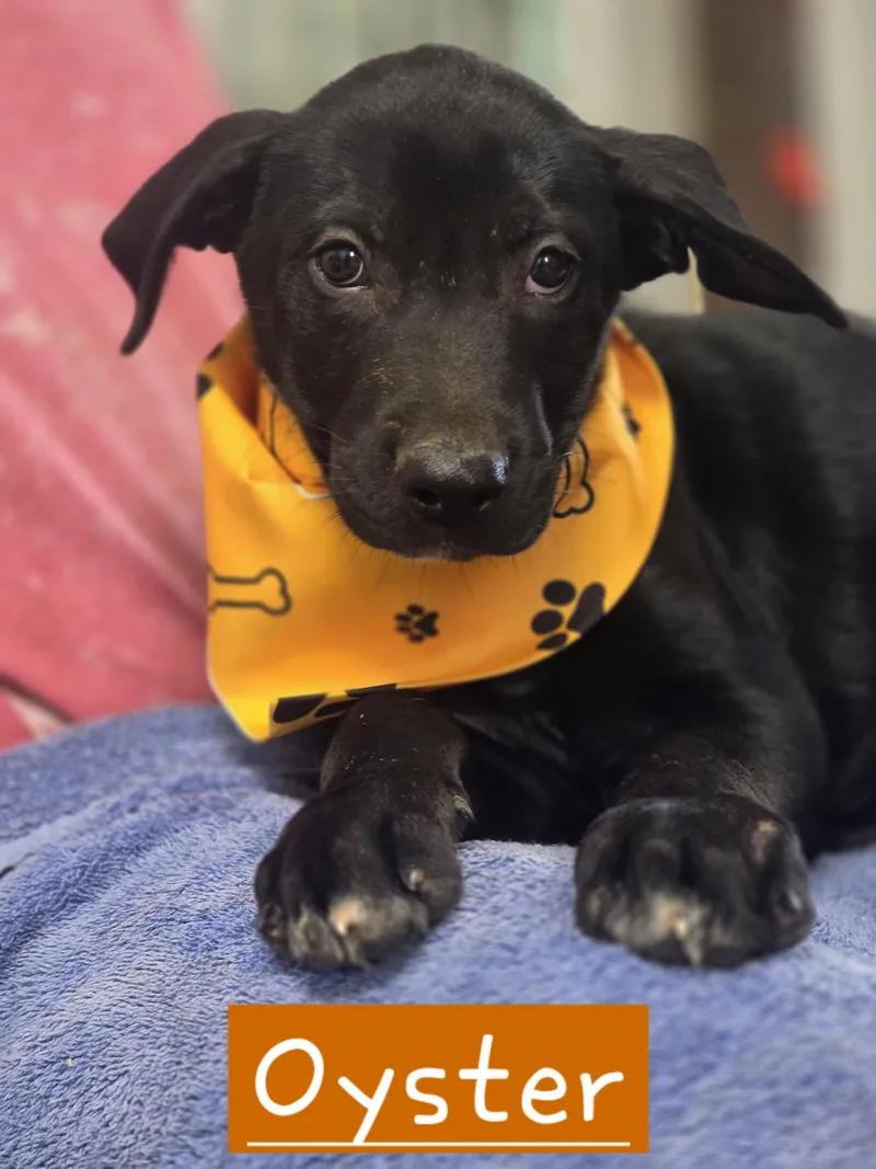 A baby large-sized male German Shepherd Dog dog named Oyster for adoption in Walthill, NE