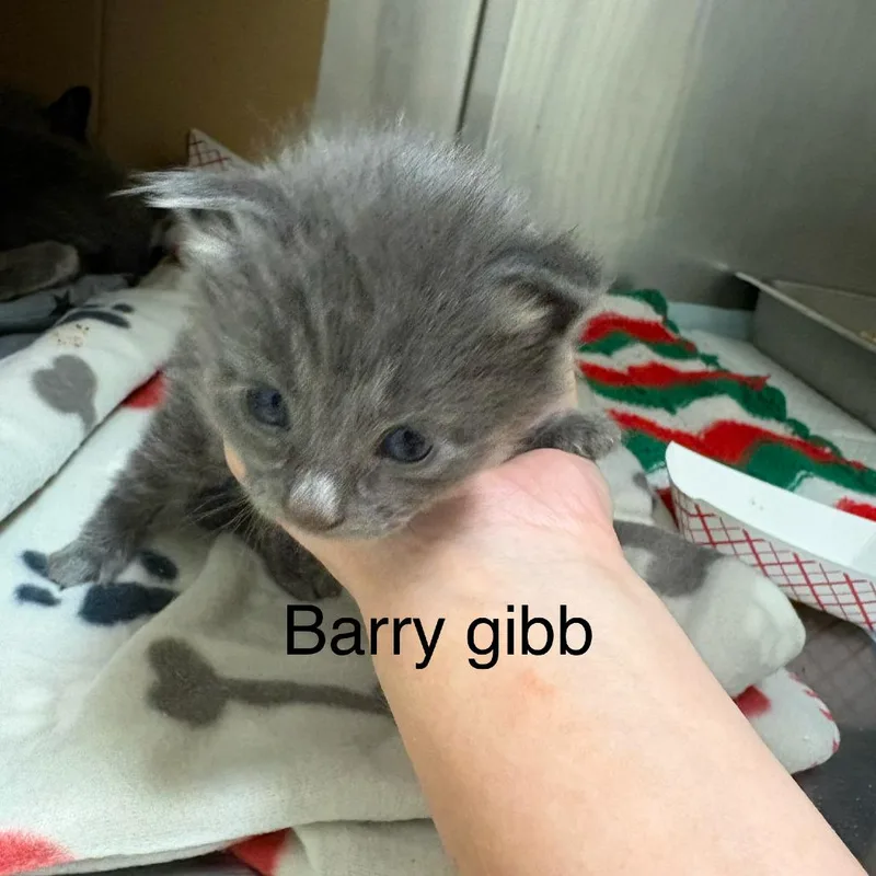 Barry Gibb thumbnail 2