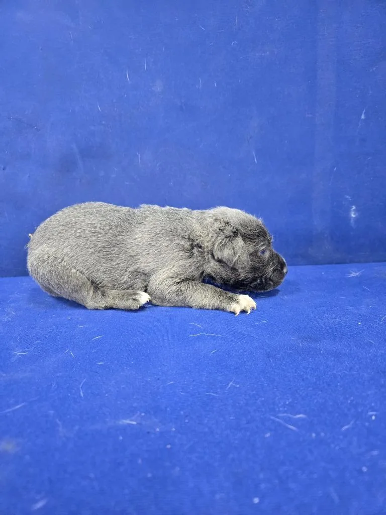 Mr. Fantastic thumbnail 2