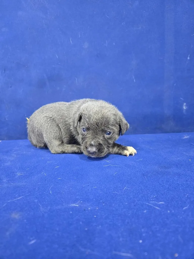 Mr. Fantastic thumbnail 4