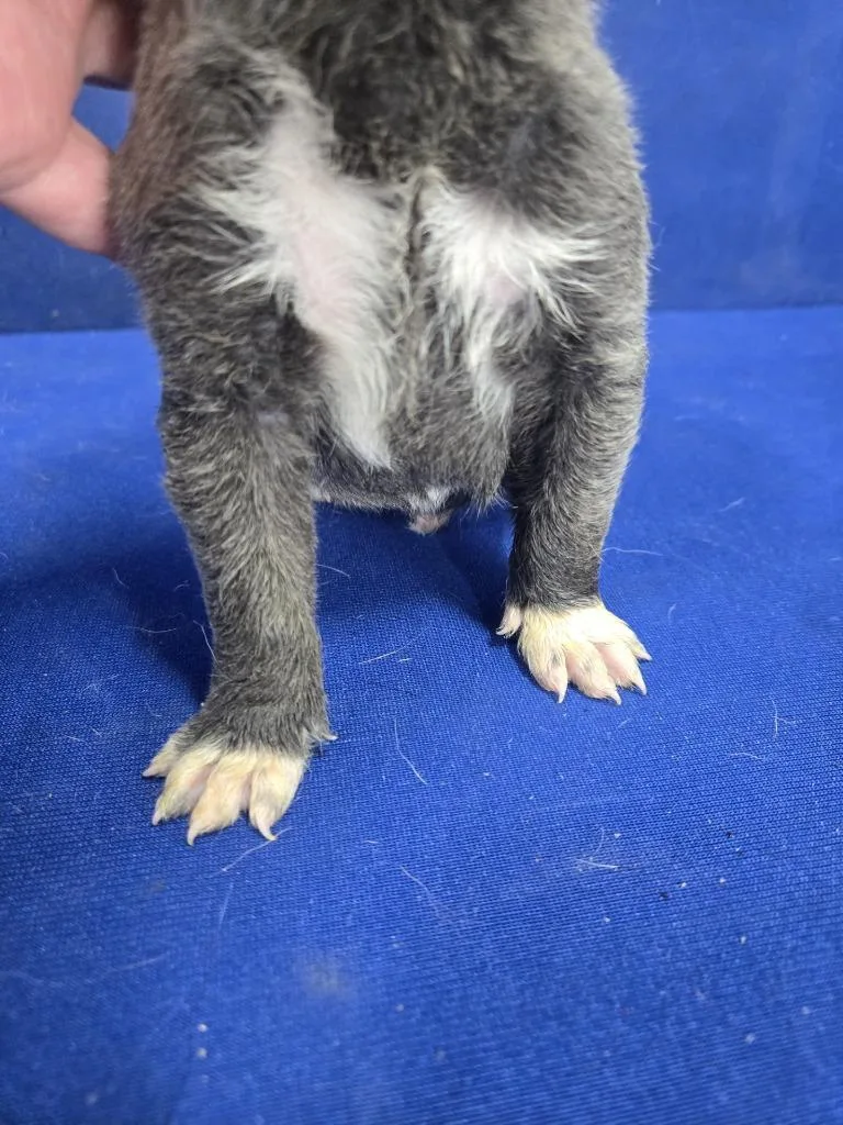 Mr. Fantastic thumbnail 5