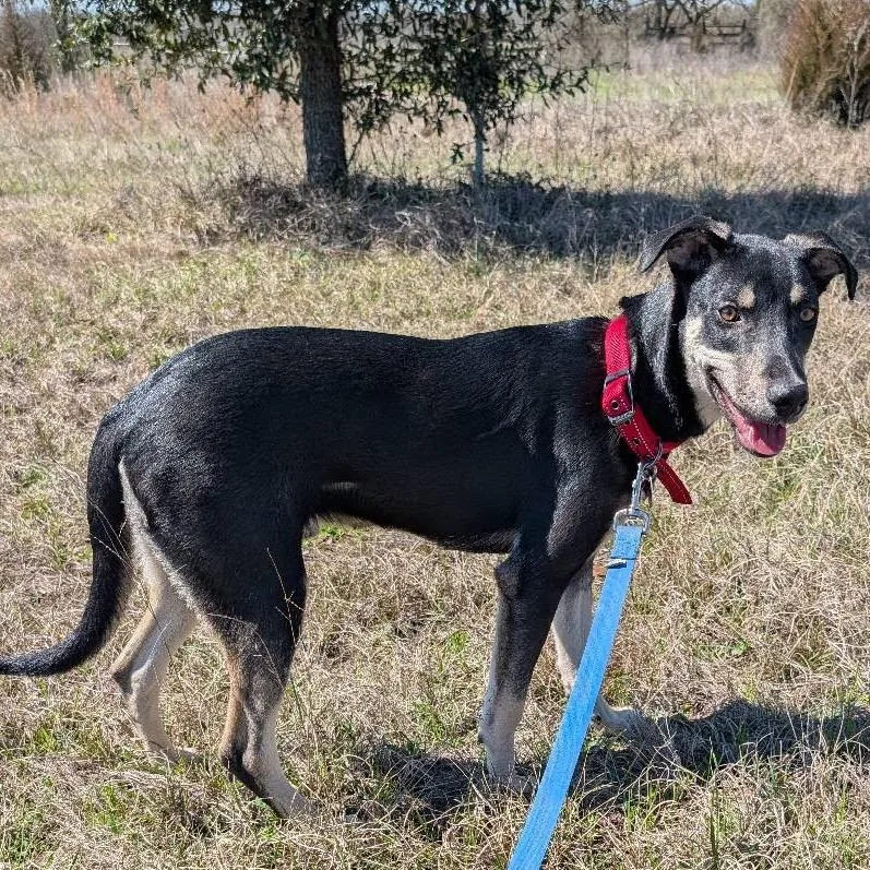 An adult medium-sized male Bicolor Hound dog named Max for adoption in Anderson, TX