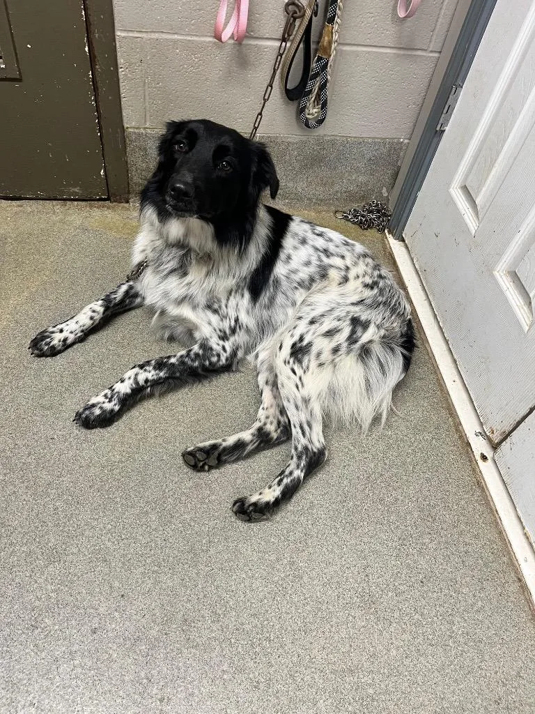 A young large-sized female Border Collie dog named Gurl for adoption in Hopkinsville, KY