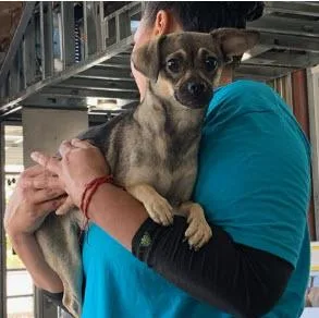 A young small-sized female Chihuahua dog named Funyun for adoption in Berkeley, CA