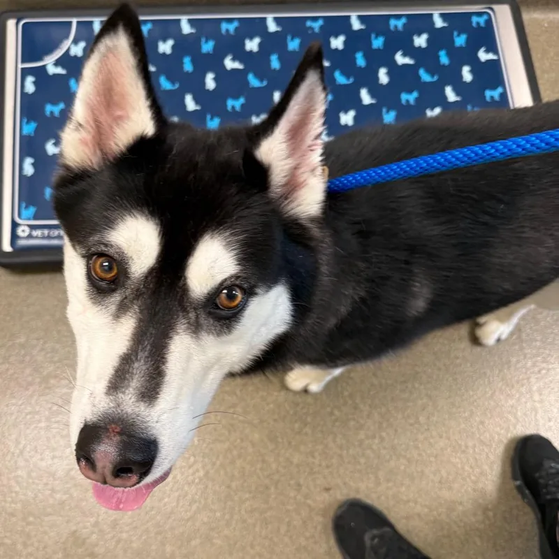 An adult large-sized male Black Siberian Husky dog named Dimitri for adoption in Council Bluffs, IA