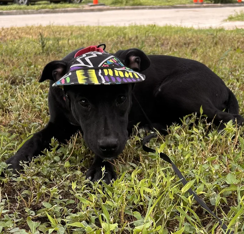 A baby medium-sized female Labrador Retriever dog named Charlotte for adoption in San Antonio, TX