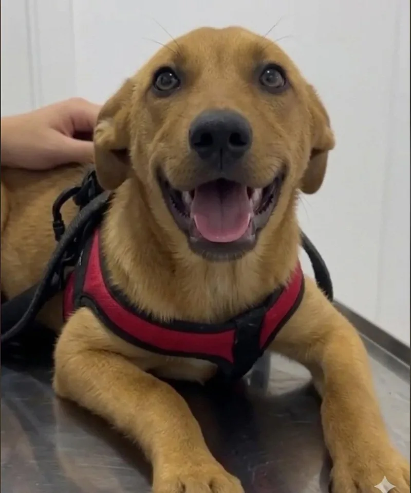 A baby medium-sized male Labrador Retriever dog named Matt for adoption in Escondido, CA