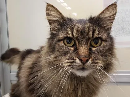 A senior small-sized male Domestic Long Hair cat named Marcus for adoption in Bellevue, WA