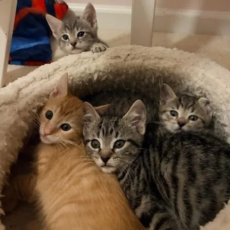 A baby small-sized female Domestic Short Hair cat named Chica for adoption in Cumming, GA