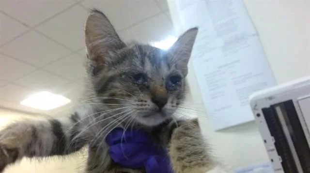 A baby small-sized female Domestic Short Hair cat named Cabbage for adoption in Miami, FL