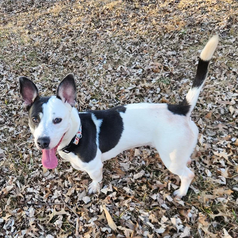 Polly Pocket thumbnail 2