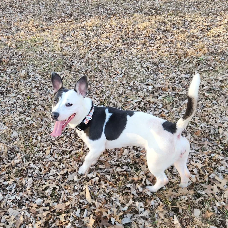 Polly Pocket thumbnail 3