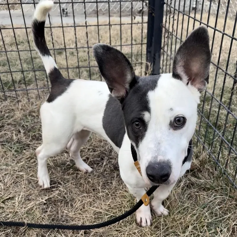 Polly Pocket thumbnail 4