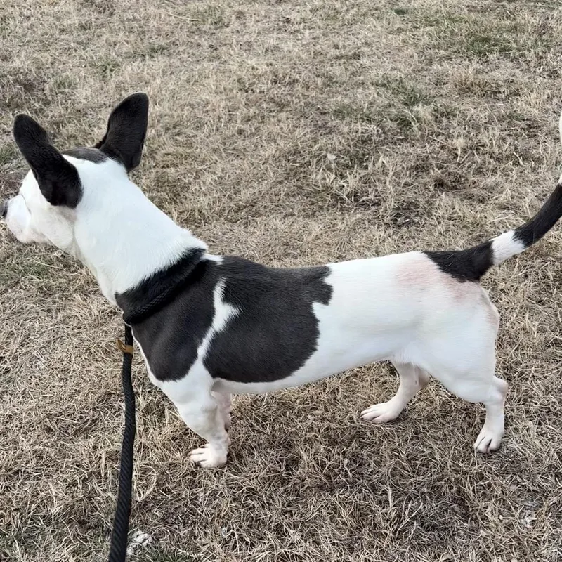 Polly Pocket thumbnail 5